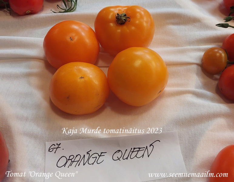 tomat orange queen
